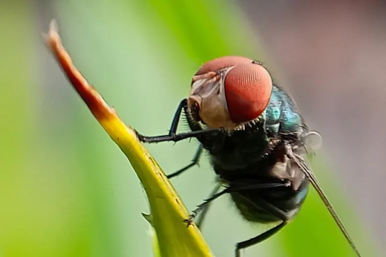 В США ученые создали особый вид мух: против кого будет направлено новое биологическое оружие - today.ua