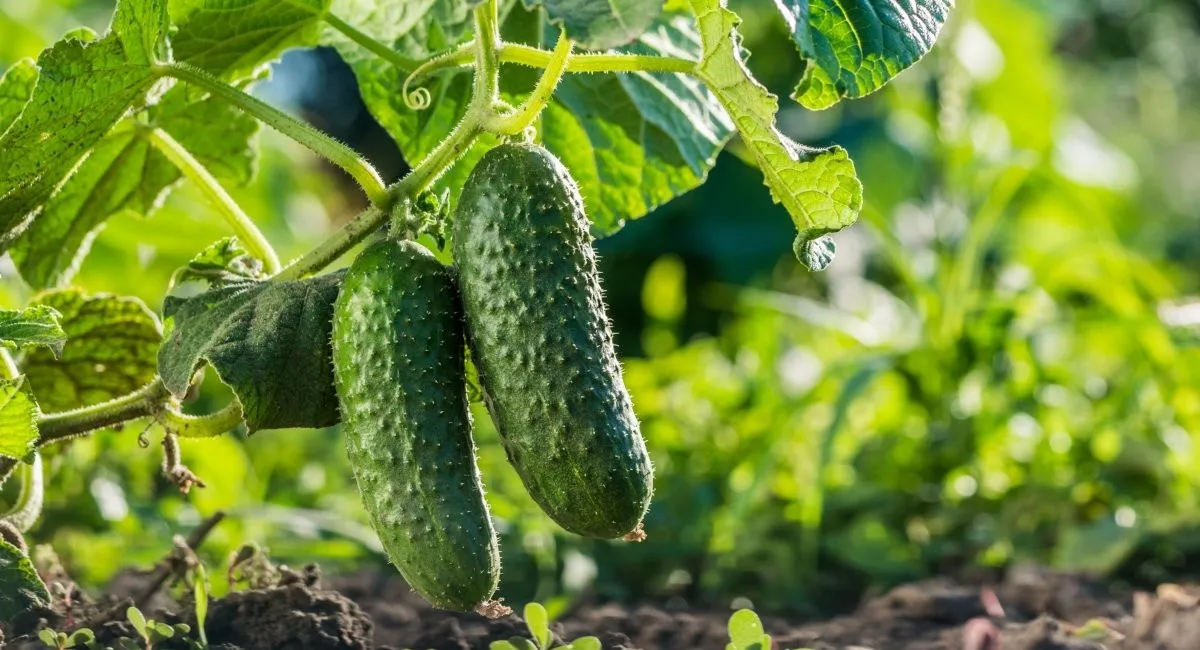 Чем удобрить огурцы, чтобы собрать большой урожай: нужны всего два ингредиента - today.ua