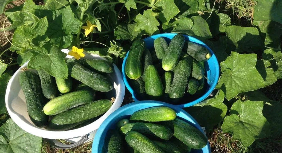 Из-за холодных ночей запаздывает созревание овощей: простое удобрение, которое удвоит урожай огурцов - today.ua