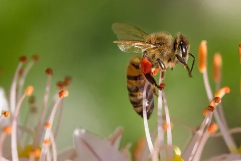 В Україні значно подорожчає мед: бджоли "простоювали" майже всю весну