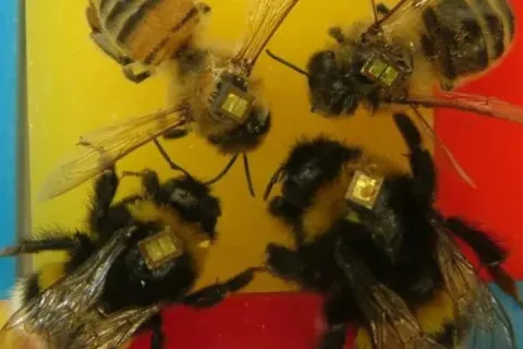 Бджоли на озброєнні: Китай використовуватиме комах у військових цілях
