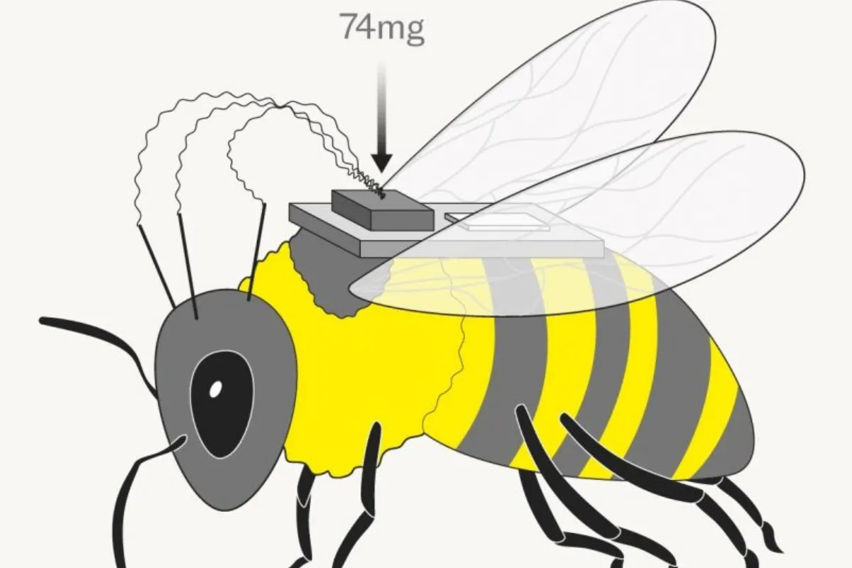 Пчёлы на вооружении: Китай будет использовать насекомых в военных целях - today.ua