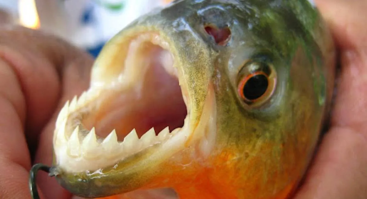 Піраньї в Дніпрі: як тропічні хижаки опинилися в українських водах - today.ua