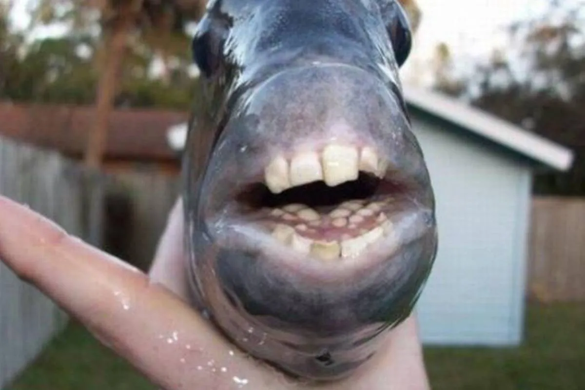 Піраньї в Дніпрі: як тропічні хижаки опинилися в українських водах - today.ua