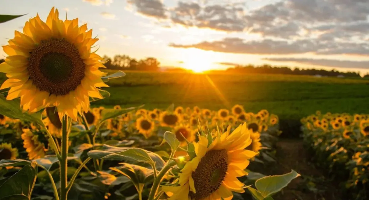 Розжарить до 40 градусів і вище: Наталка Діденко розповіла, що буде з погодою вже за тиждень - today.ua