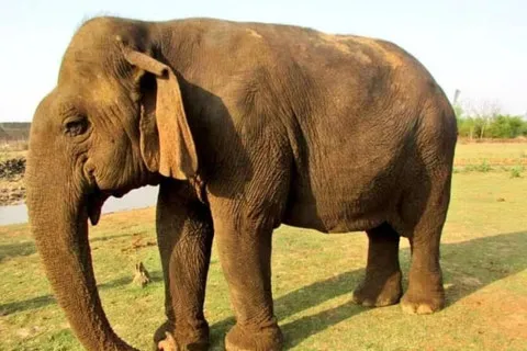 В Индии умерла старейшая слониха Азии: что довелось пережить труженице на ее 100-летнем веку