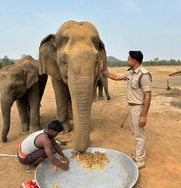 В Индии умерла старейшая слониха Азии: что довелось пережить труженице на ее 100-летнем веку В Индии умерла старейшая слониха Азии: что довелось пережить труженице на ее 100-летнем веку - today.ua