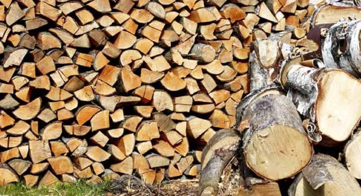 Зберігання дров без документів: які штрафи можуть очікувати на українців - today.ua