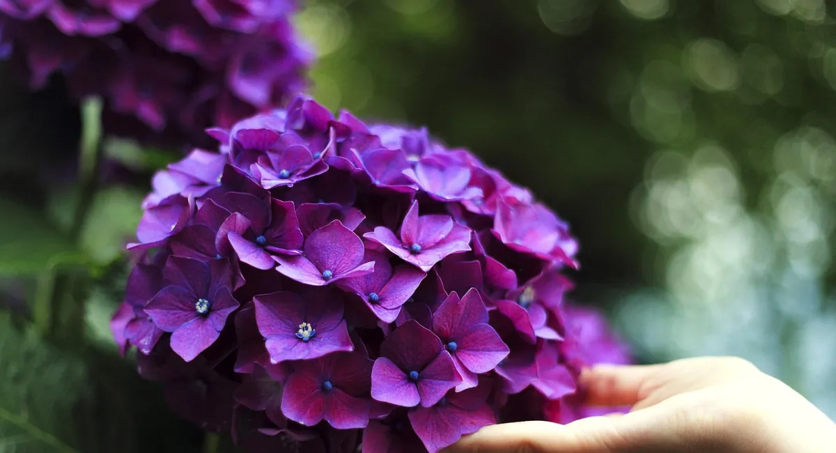 Будет радовать цветением до самых морозов: чем подкормить гортензию в середине лета - today.ua