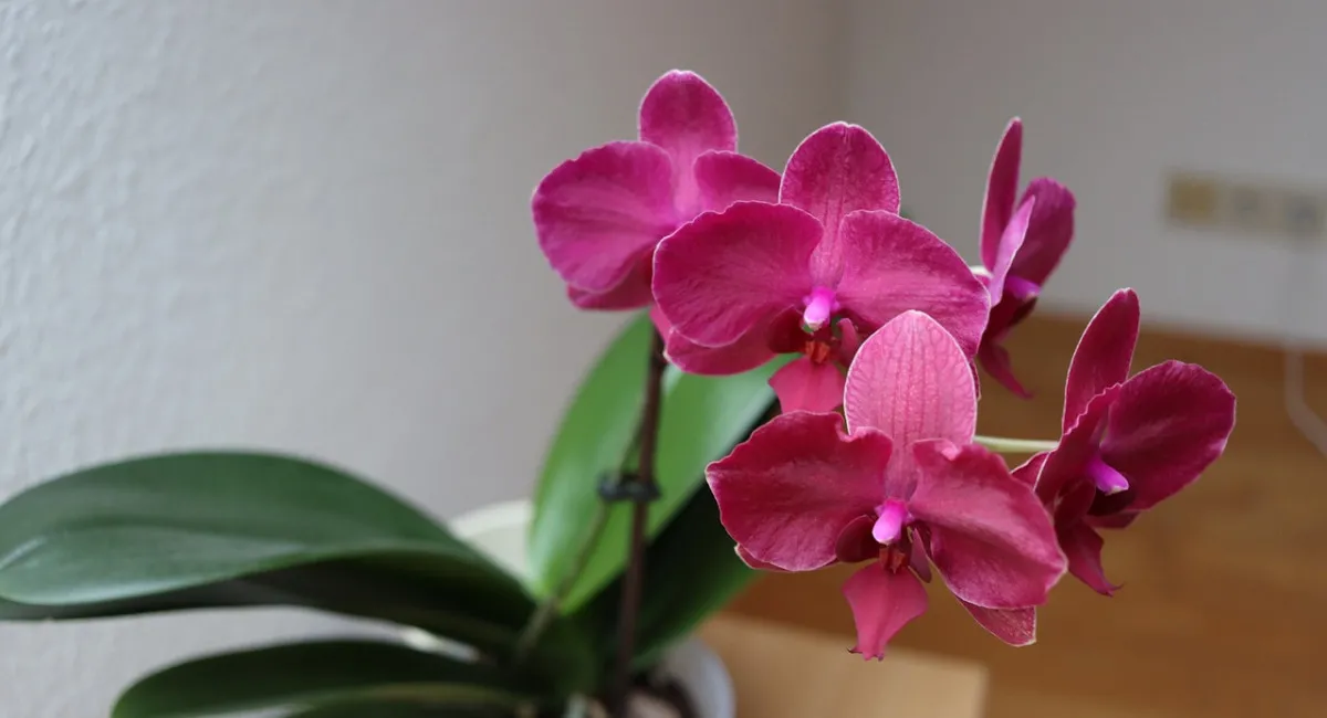 Оживить навіть зів'ялу орхідею: який напій допоможе зміцнити квітку влітку - today.ua