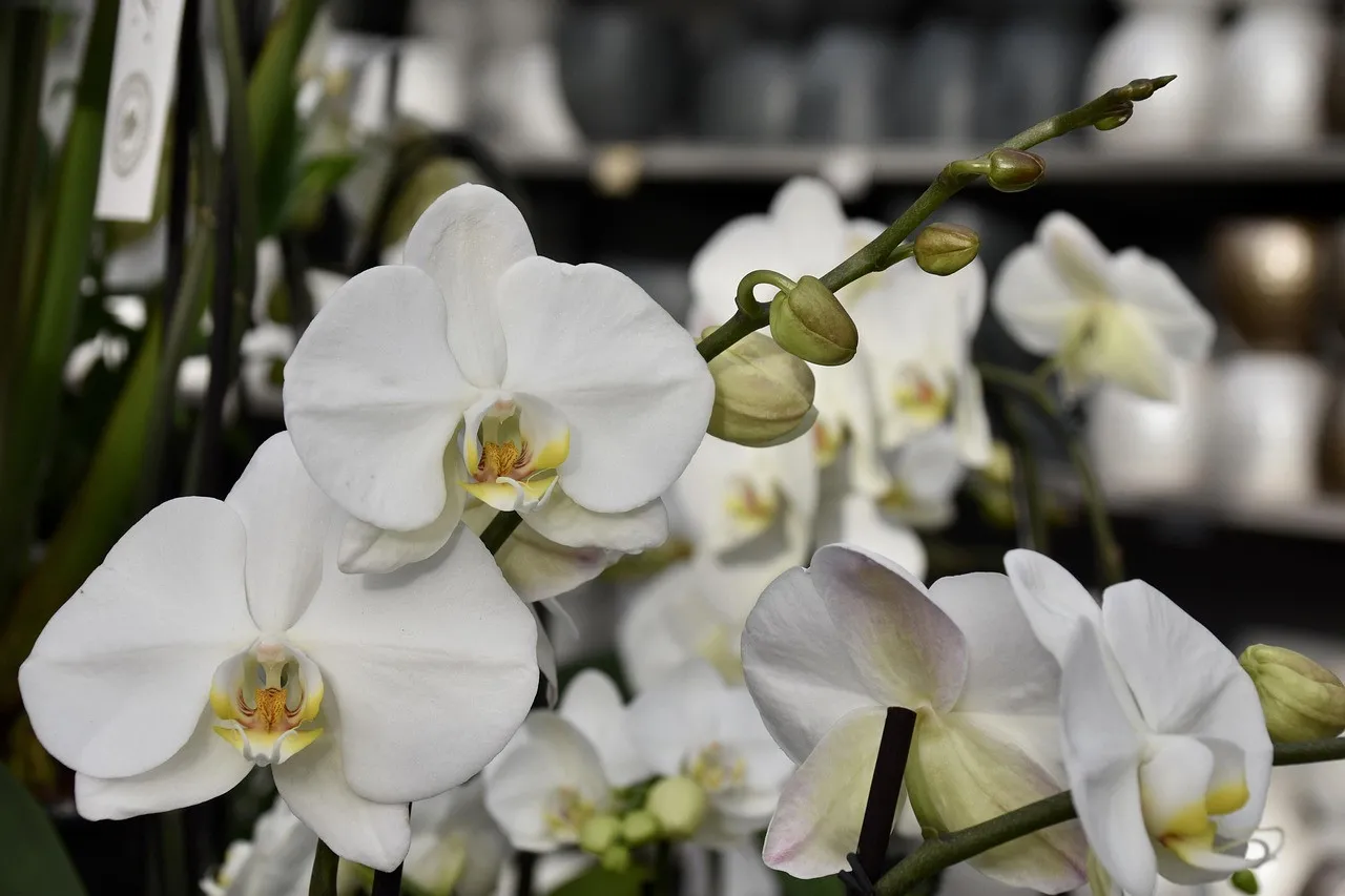 Оживить навіть зів'ялу орхідею: який напій допоможе зміцнити квітку влітку - today.ua