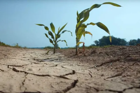 Небувала посуха на півдні знищила врожай зернових: хліб восени буде "золотим"