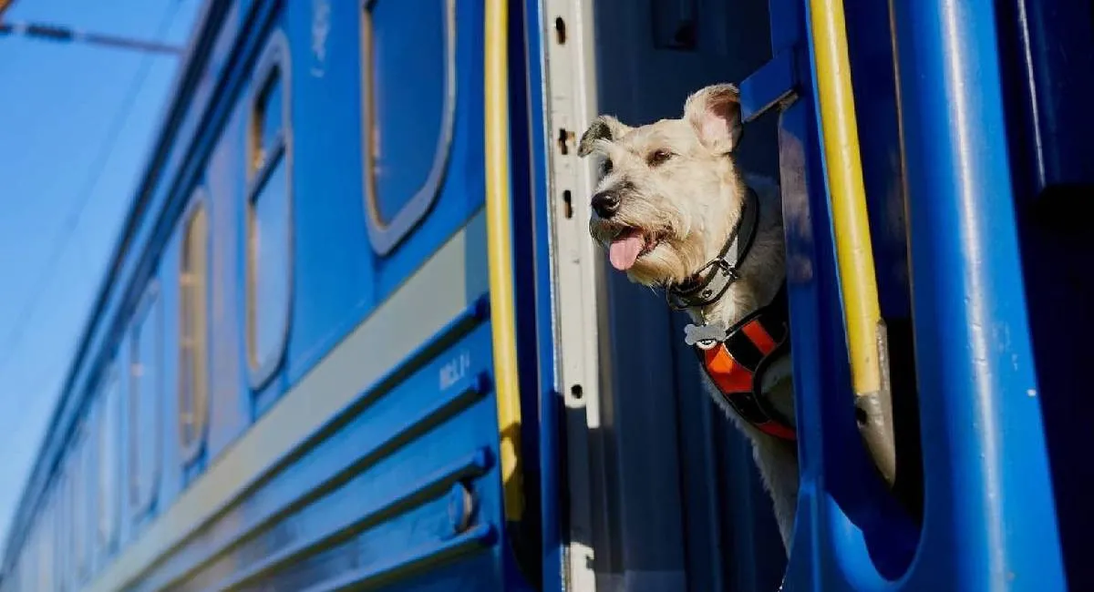 Укрзалізниця змінює правила перевезення тварин: що важливо знати власникам - today.ua
