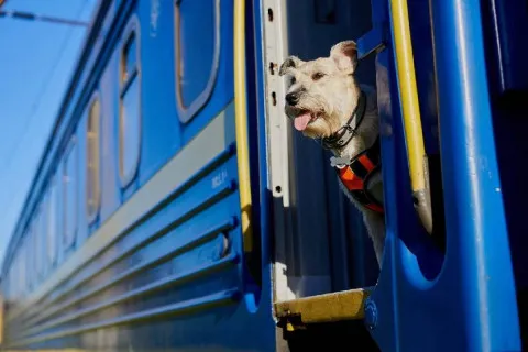 "Укрзализныця" меняет правила перевозки животных: что важно знать владельцам