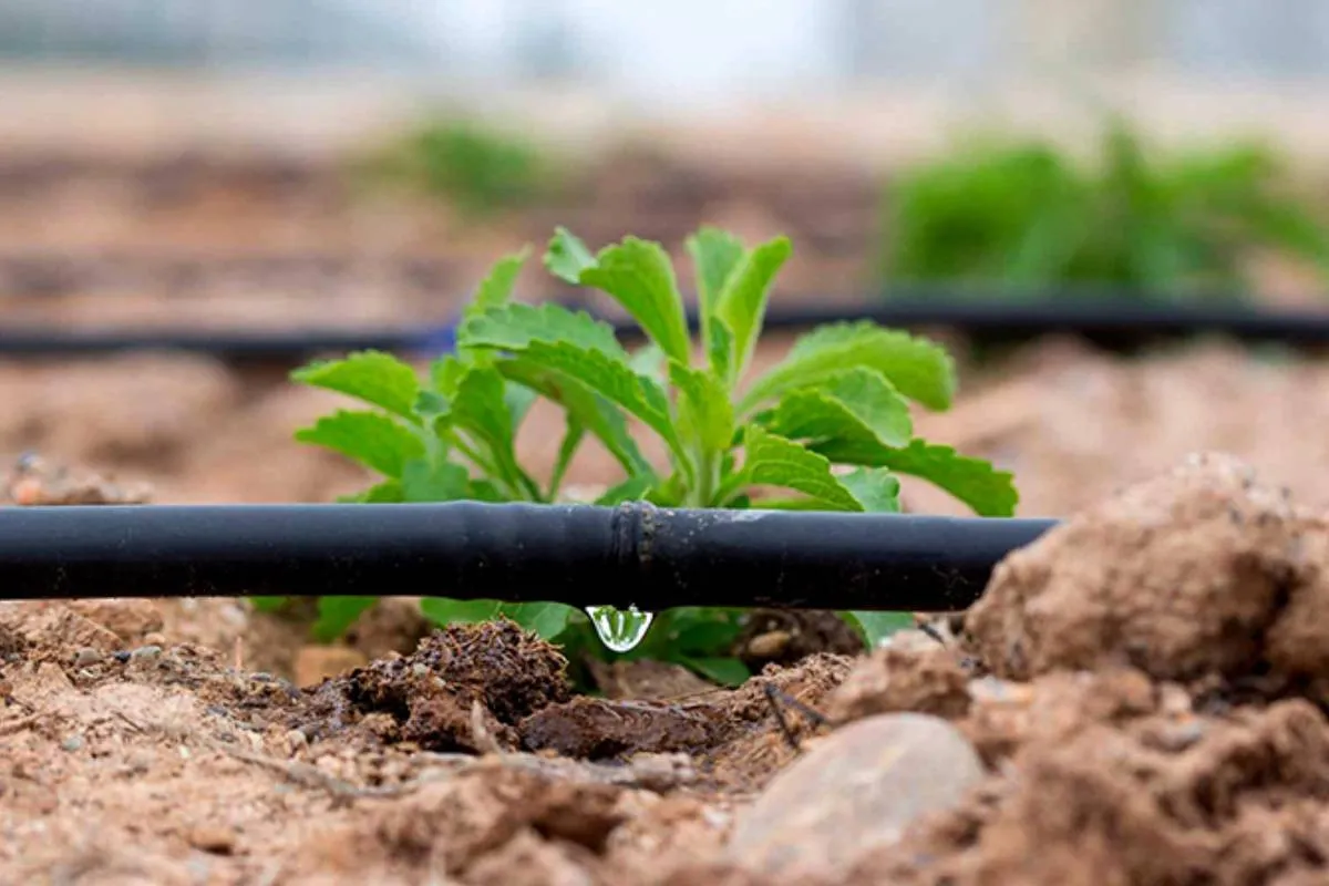 Шанс чи занепад? Як зміни клімату переписують майбутнє українського агросектору Шанс чи занепад? Як зміни клімату переписують майбутнє українського агросектору - today.ua