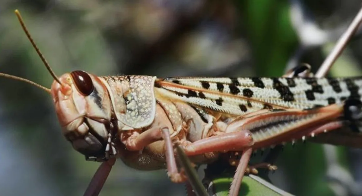 Летит без границ и на сотни километров: ученые рассказали, следует ли готовиться к нашествию саранчи всем регионам Украины - today.ua