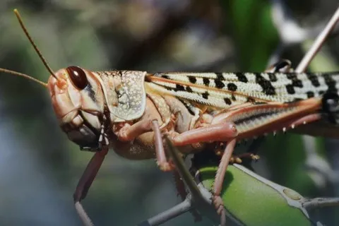 Летит без границ и на сотни километров: ученые рассказали, следует ли готовиться к нашествию саранчи всем регионам Украины