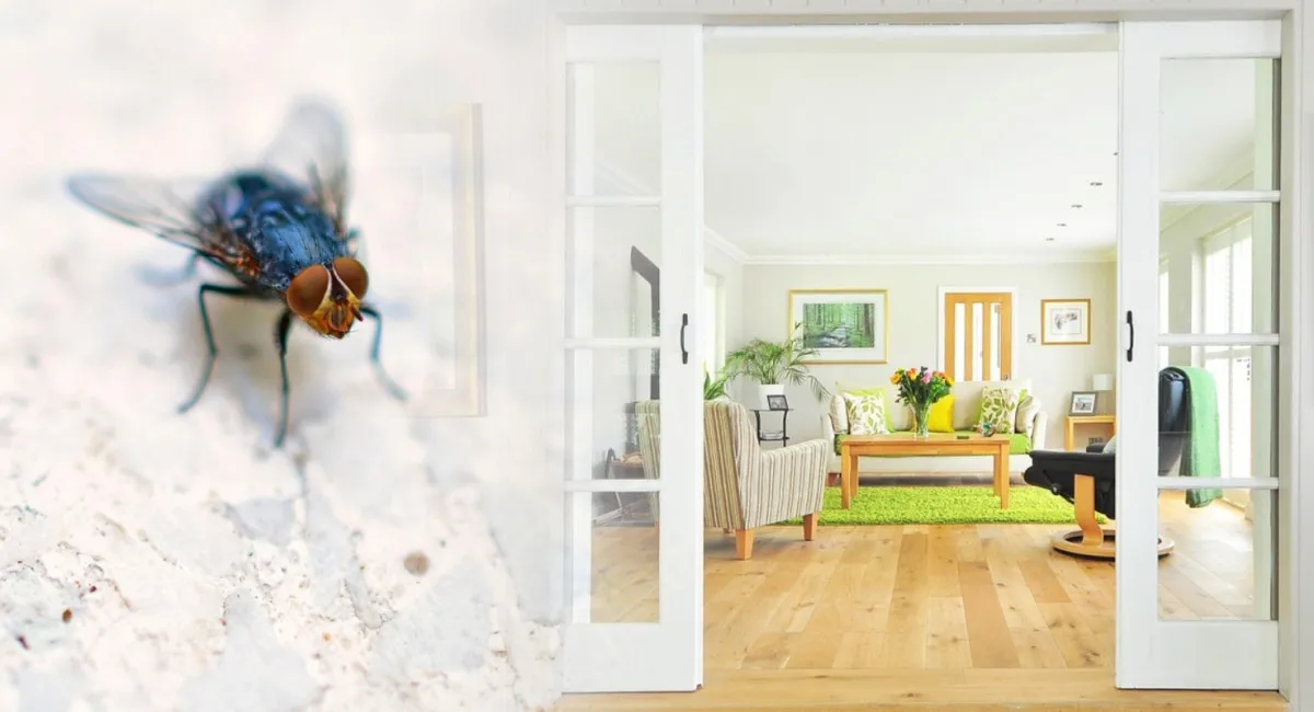 Як позбутися мух у квартирі чи будинку: потрібний засіб точно є у кожної господині - today.ua