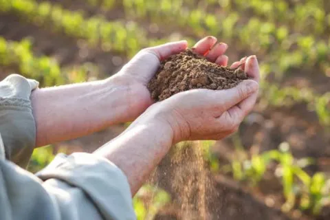 Земля більше не годує, як раніше: де в Україні ґрунти стрімко втрачають родючість