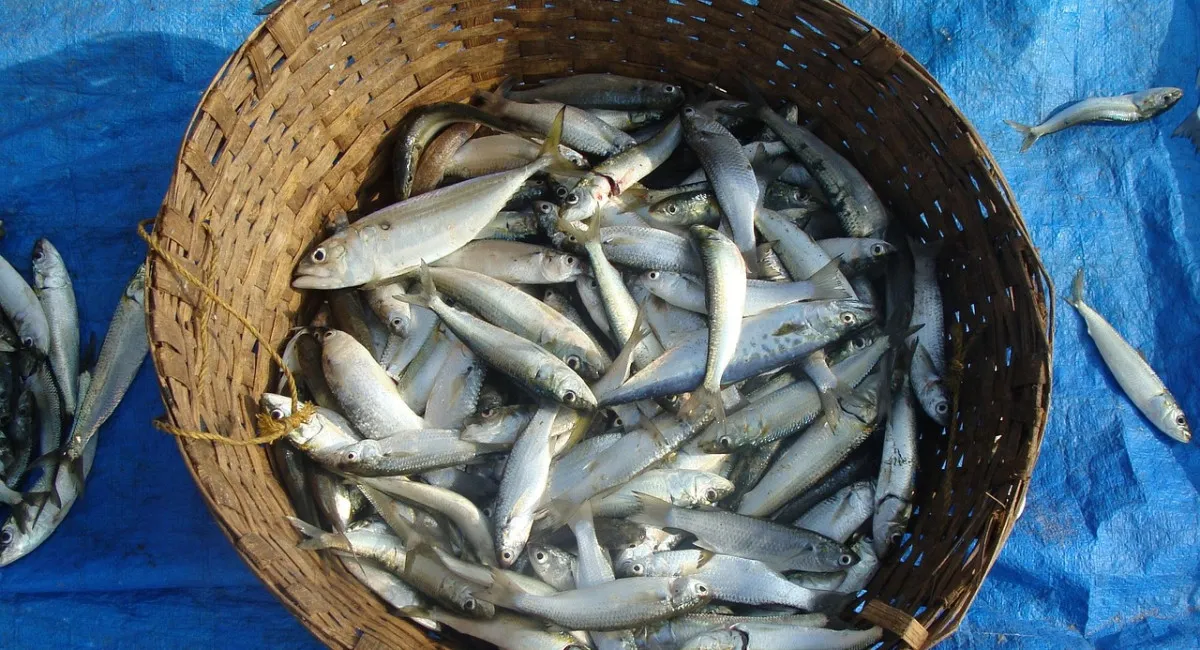 Корисніше за лосося: названа бюджетна риба, яку варто додати в раціон - today.ua