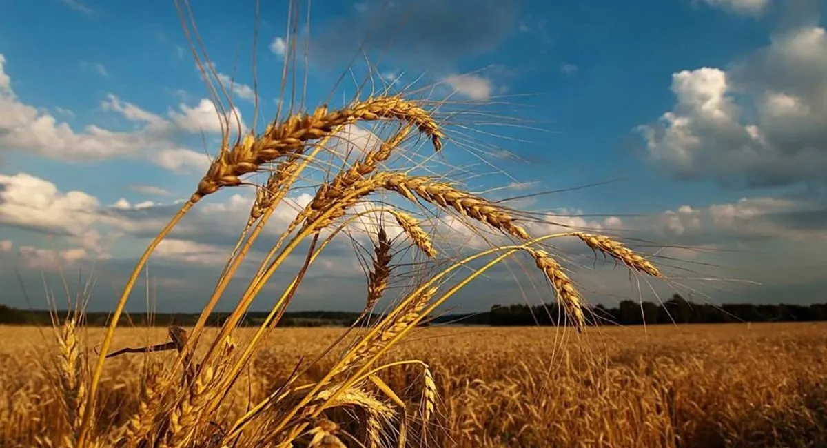 Мінагрополітики попереджає українців щодо поганих прогнозів на врожай цього року: не зайвим буде зробити запаси - today.ua