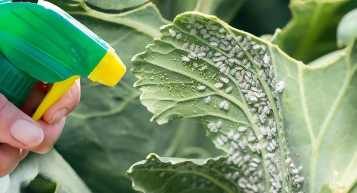 С наступлением тепла огороды начала атаковать белокрылка: народные рецепты борьбы с вредоносной бабочкой - today.ua