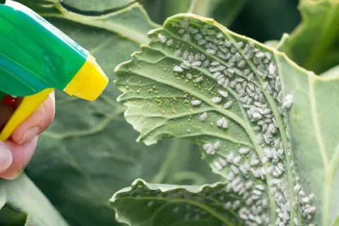 С наступлением тепла огороды начала атаковать белокрылка: народные рецепты борьбы с вредоносной бабочкой