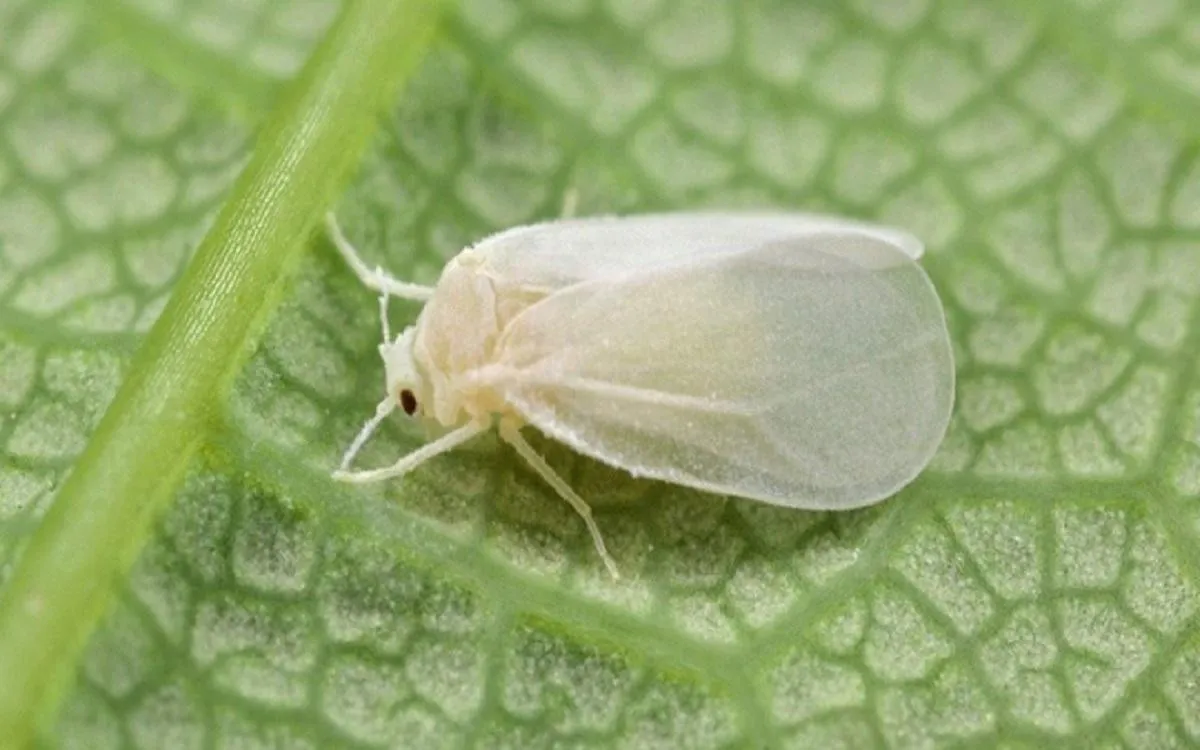 С наступлением тепла огороды начала атаковать белокрылка: народные рецепты борьбы с вредоносной бабочкой - today.ua