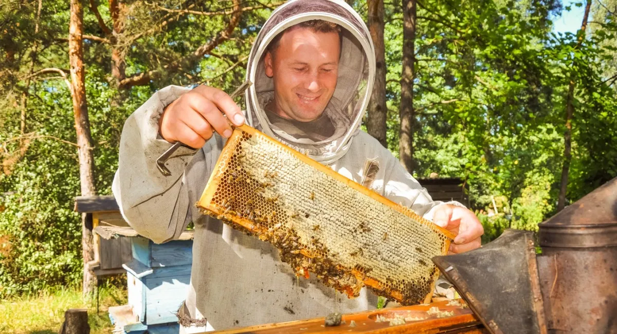 В Європі масово вимирають бджоли: мед буде за ціною чорної ікри - today.ua