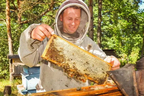 В Європі масово вимирають бджоли: мед буде за ціною чорної ікри