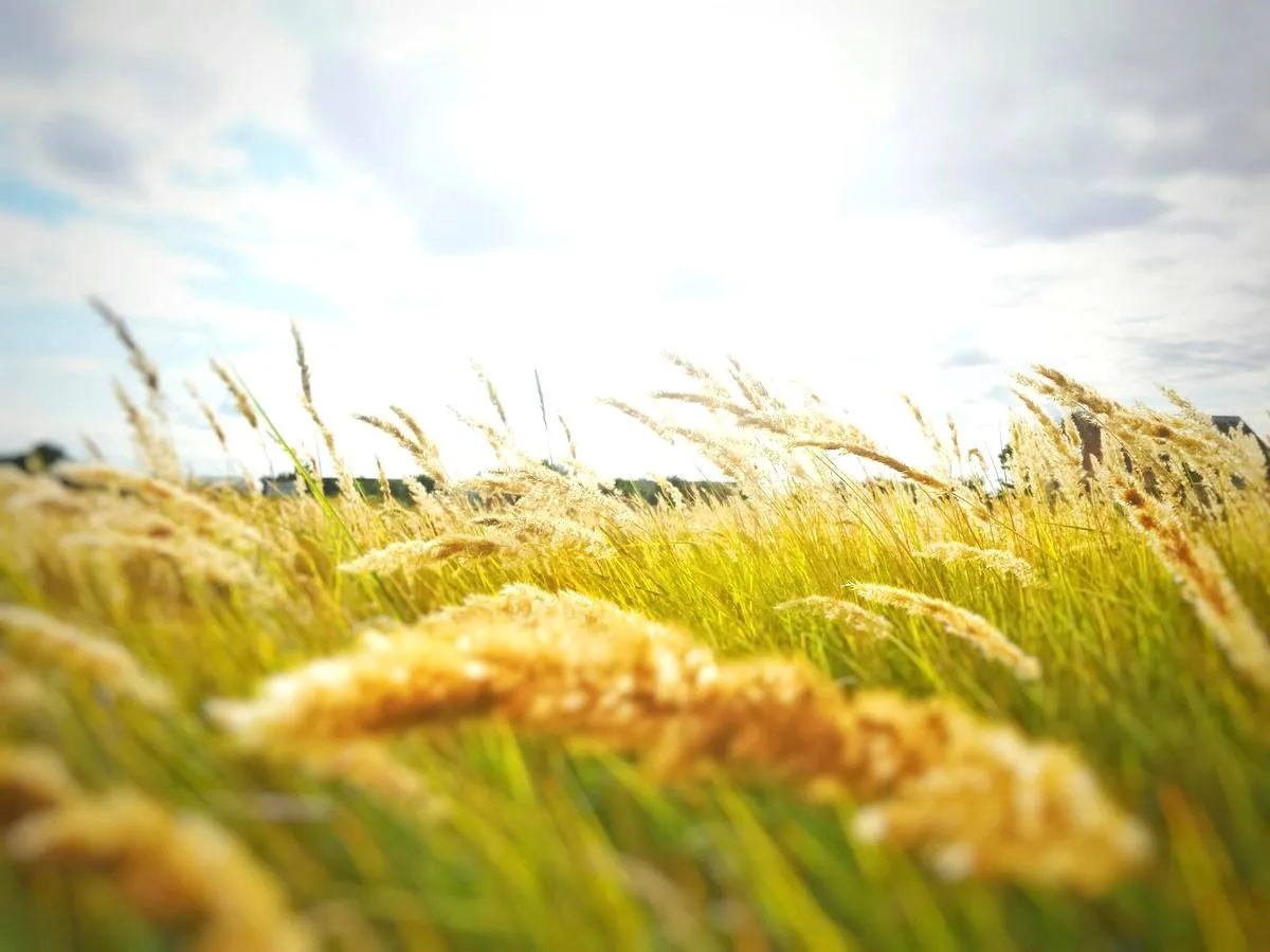 Станет легче дышать: синоптик рассказала, когда в Украине снизится температура и пройдут дожди - today.ua