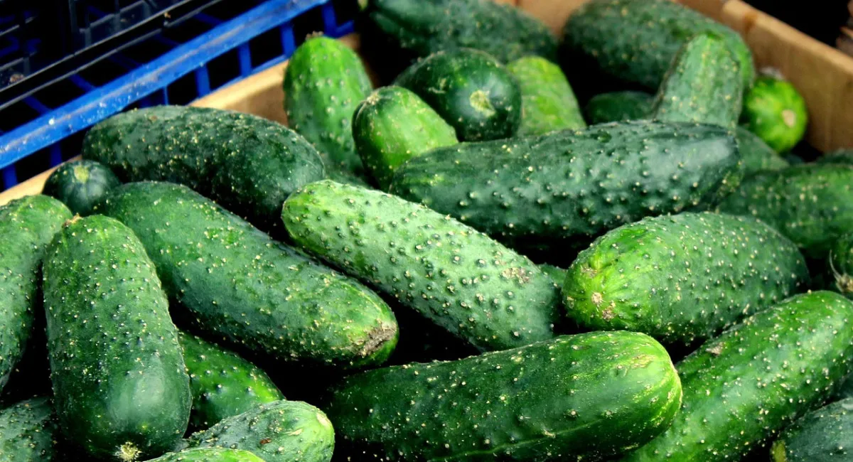 Натуральні добрива для багатого врожаю огірків: чим поливати рослини в період росту - today.ua