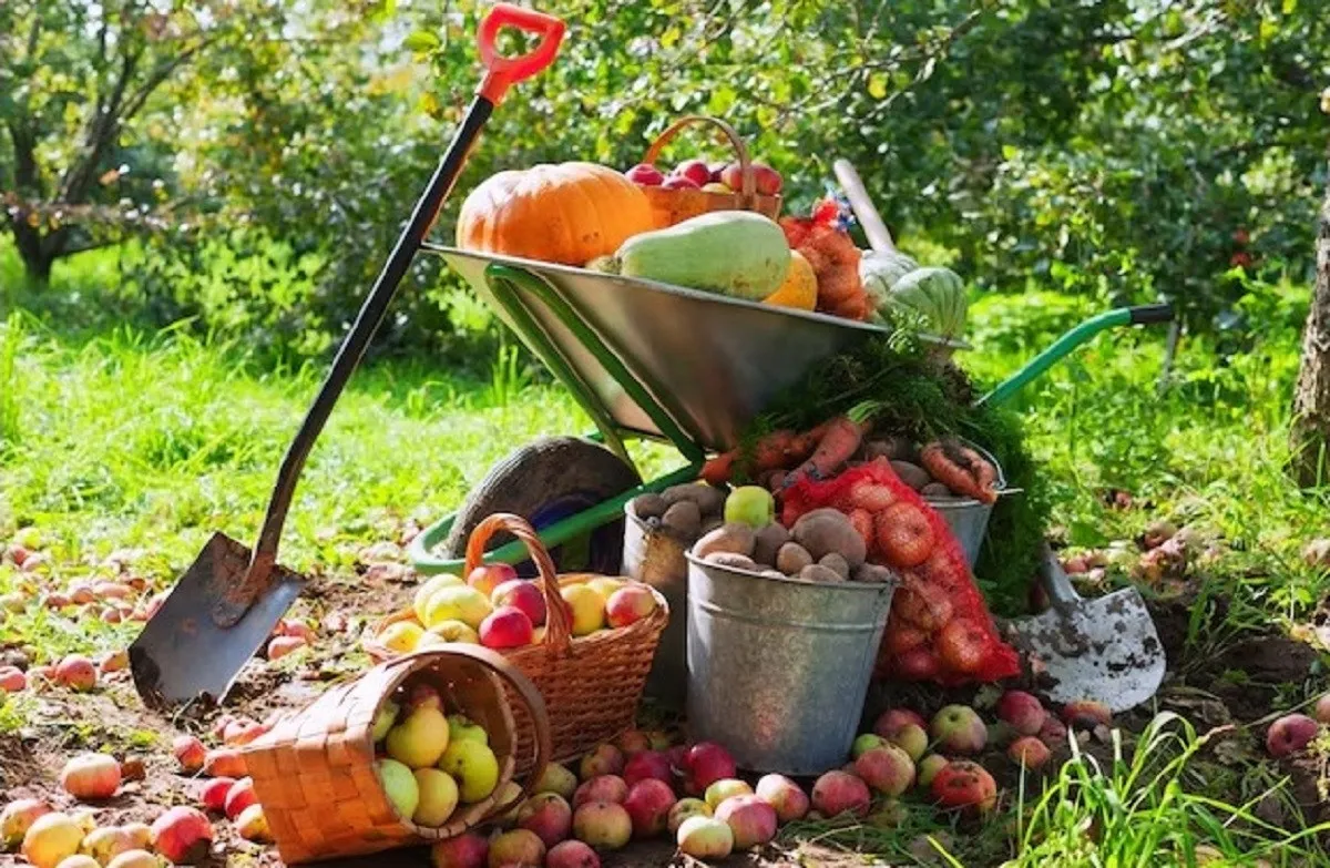 Пол-Украины может остаться без урожая: граждан предупредили об опасности - today.ua