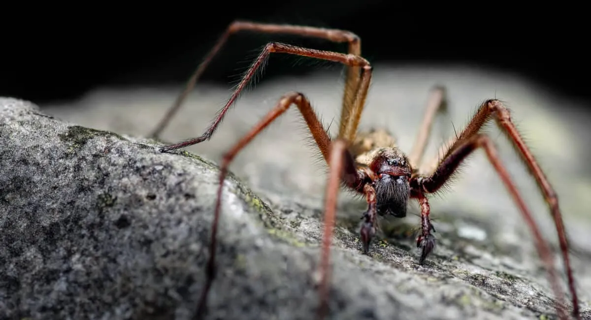 Домашние пауки: какая от них польза, и почему Библия не советует их убивать - today.ua