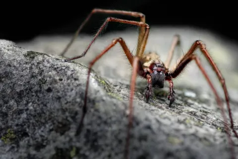 Домашние пауки: какая от них польза, и почему Библия не советует их убивать