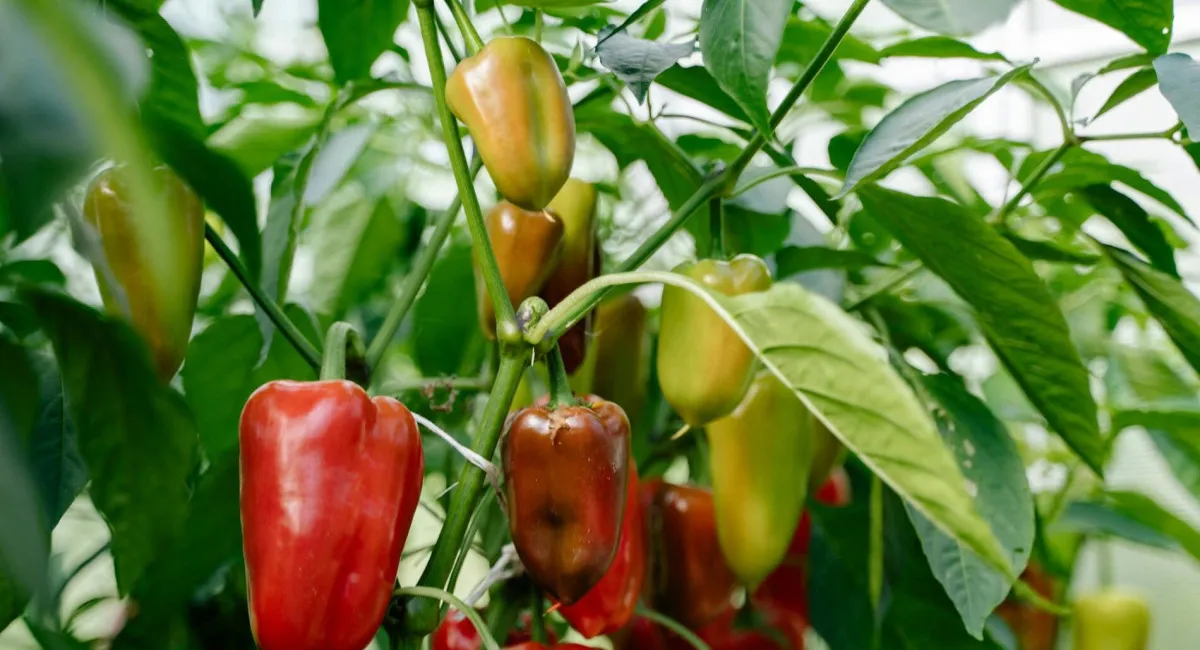 Фермери поділилися секретом висадки перцю: не будете встигати збирати врожай  - today.ua