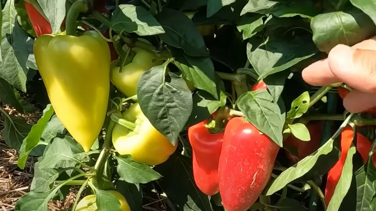 Фермери поділилися секретом висадки перцю: не будете встигати збирати врожай Фермери поділилися секретом висадки перцю: не будете встигати збирати врожай - today.ua