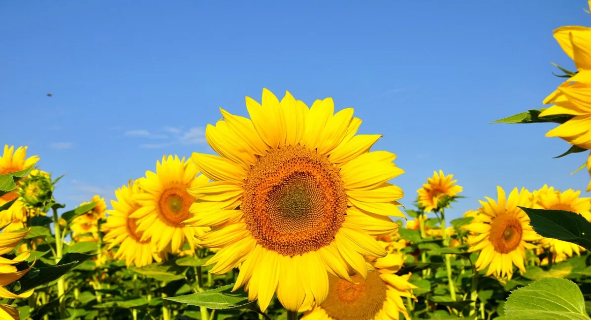 Станет легче дышать: синоптик рассказала, когда в Украине снизится температура и пройдут дожди - today.ua