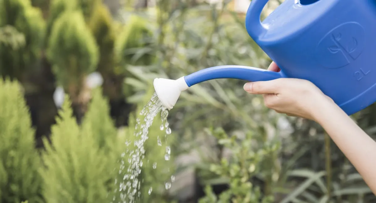 Бувалі аграрії поділилися секретом поливу городини при дефіциті води: як добитись найбільшої ефективності при мінімальному ресурсі - today.ua