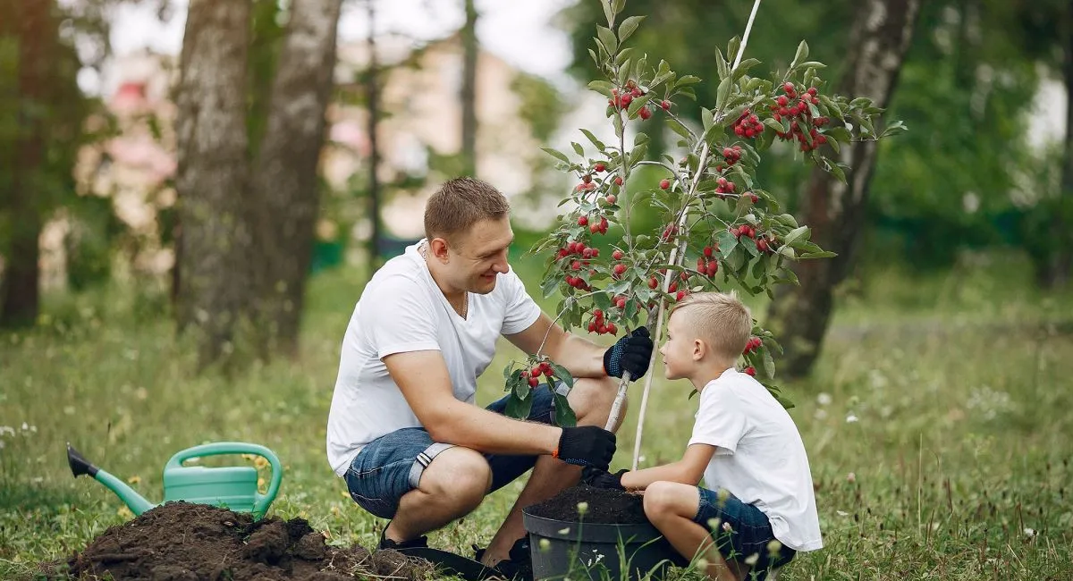 Деревья, привлекающие в дом благополучие и гармонию: шесть пород, которые стоит посадить возле своего жилья - today.ua