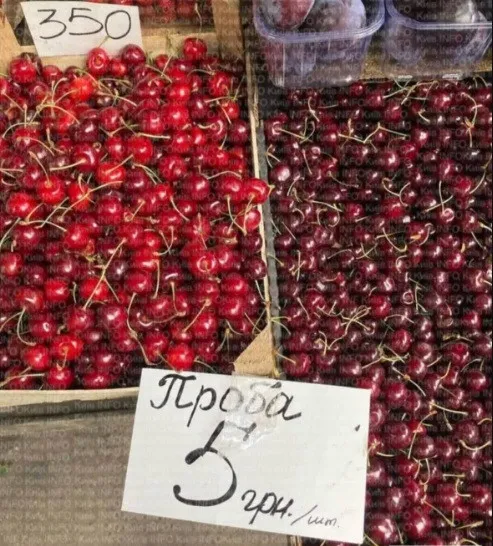 На тлі захмарних цін на ягоди в Києві можна купити черешню за 5 гривень - today.ua