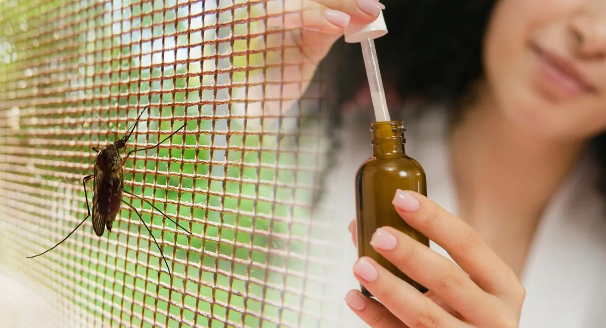 Как защититься от комаров без дорогих репеллентов: натуральные средства, отпугивающие насекомых  - today.ua