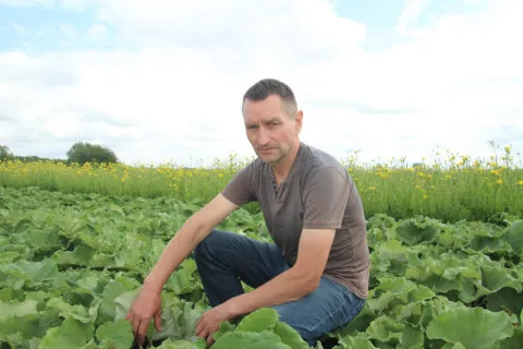 В Украине вводят новую овощную культуру, которая является мощным средством от опасной болезни