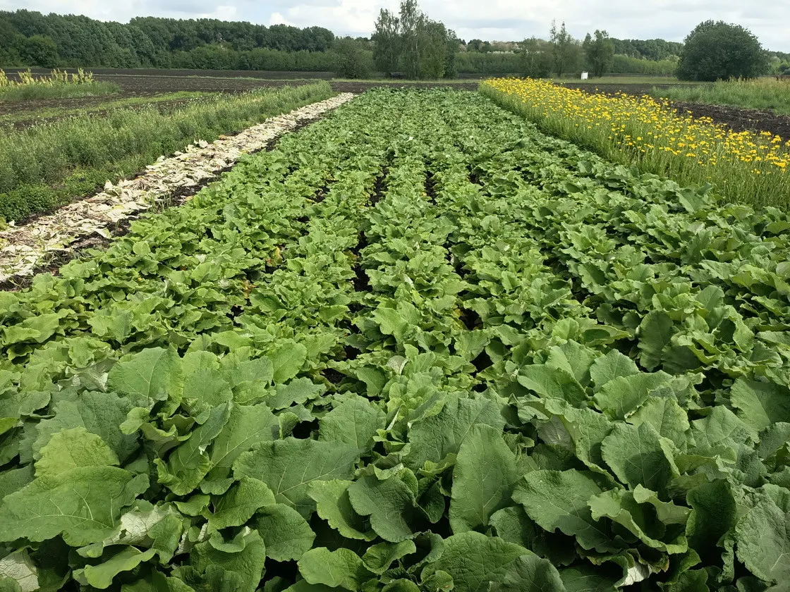 В Украине вводят новую овощную культуру, которая является мощным средством от опасной болезни - today.ua