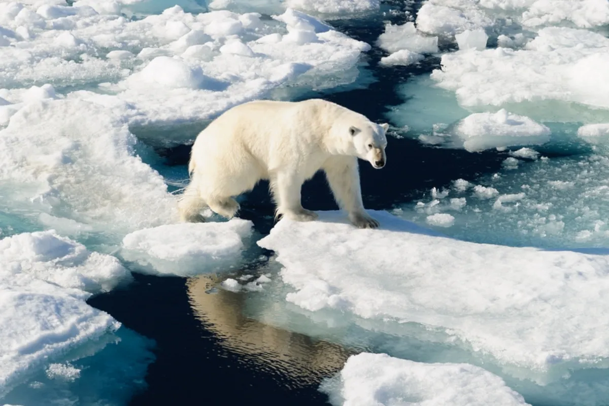 Учёные просчитались: климатические изменения набирают обороты быстрее, чем ожидалось. - today.ua