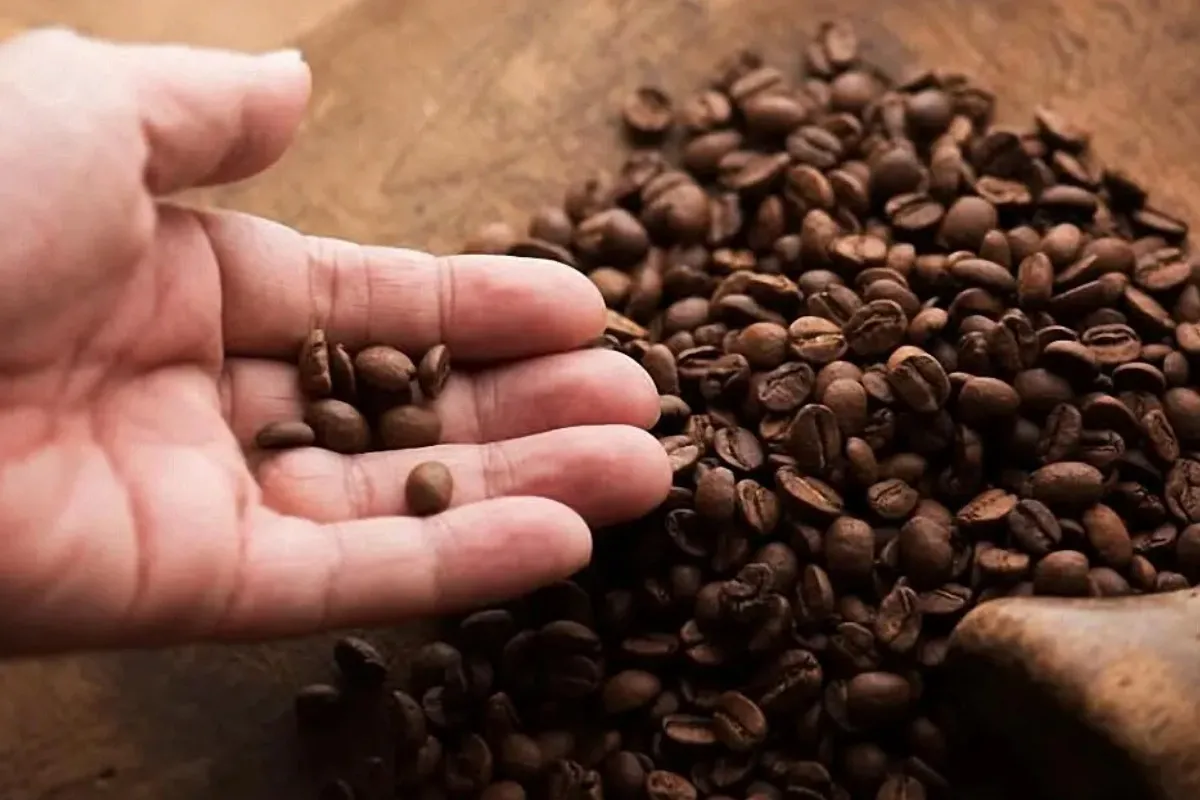 Что вы на самом деле пьете: правда о кофе, которую не рассказывают бариста - today.ua