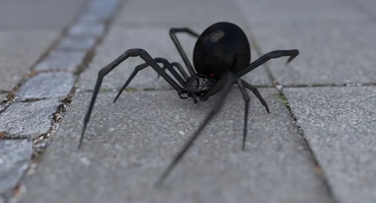 В Україну масово повертаються небезпечні павуки: де їх уже помітили - today.ua