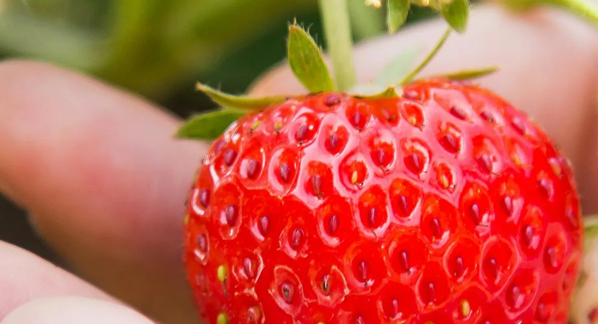 Підживлення полуниці ранньою весною: чим удобрити рослини, щоб отримати багатий врожай - today.ua