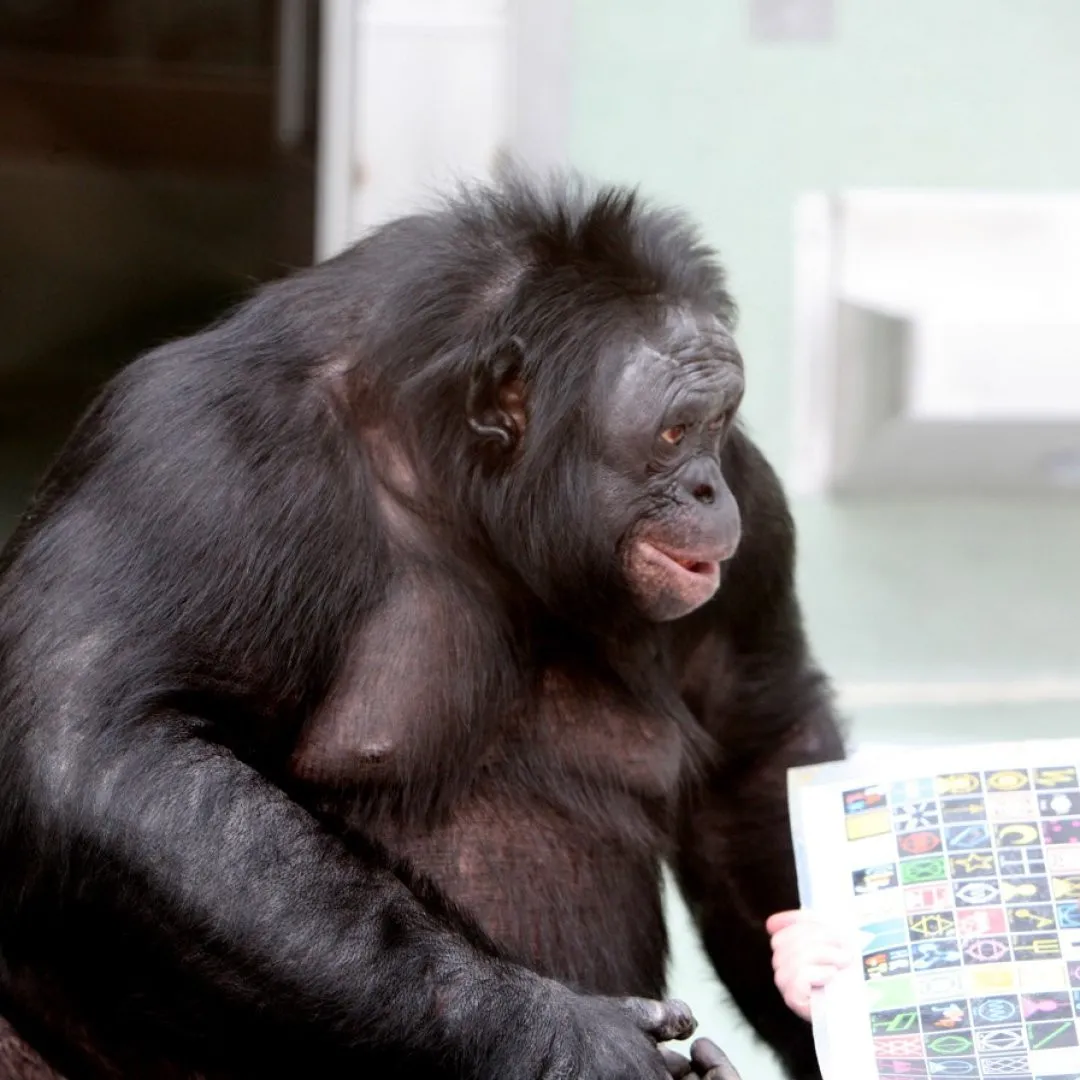 В США внезапно умер карликовый шимпанзе Канзи, который понимал английский язык и увлекался видеоиграми - today.ua