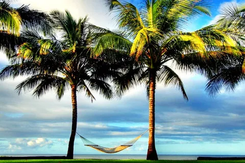 Из-за климатических изменений на планете исчезает популярный фрукт